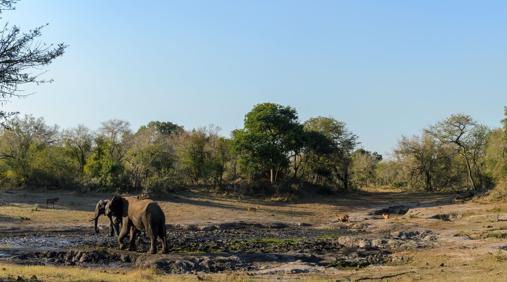 Tembe Elephant Park
