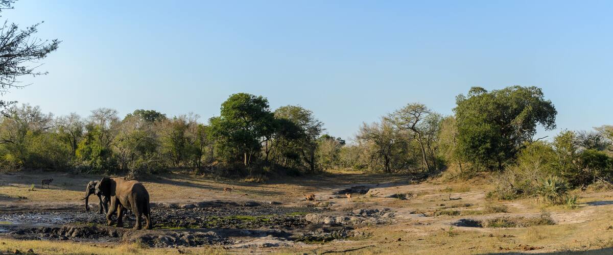 A dry, rocky landscape with sparse vegetation and scattered trees.