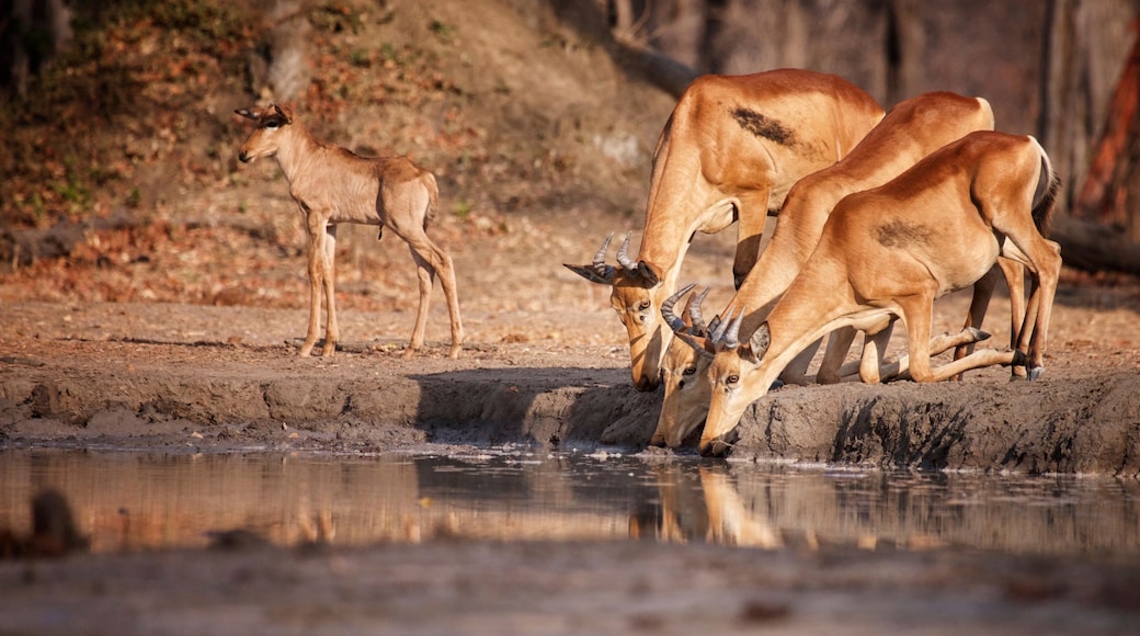 Liwonde Nashorn-Schutzgebiet