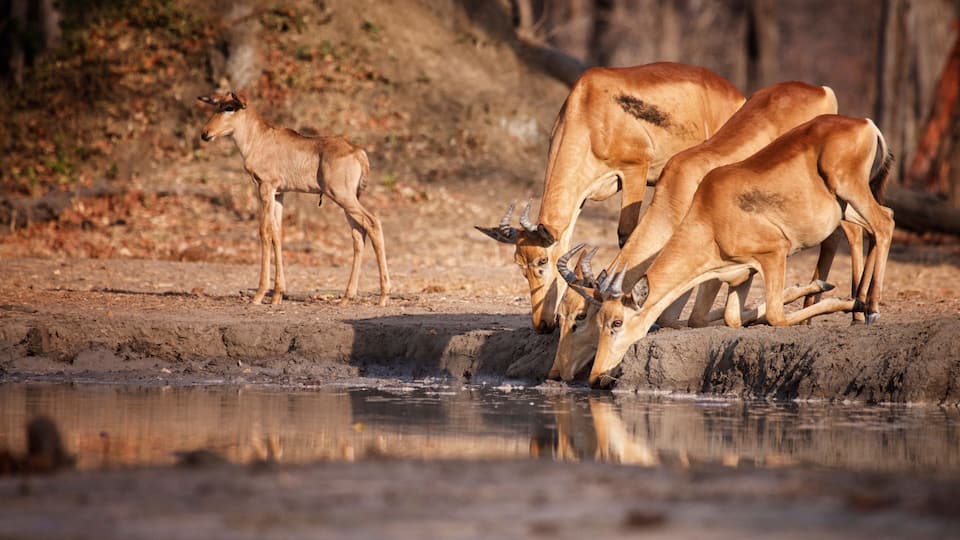 A group of antelopes drinking water at a natural pool surrounded by dry, rocky terrain.