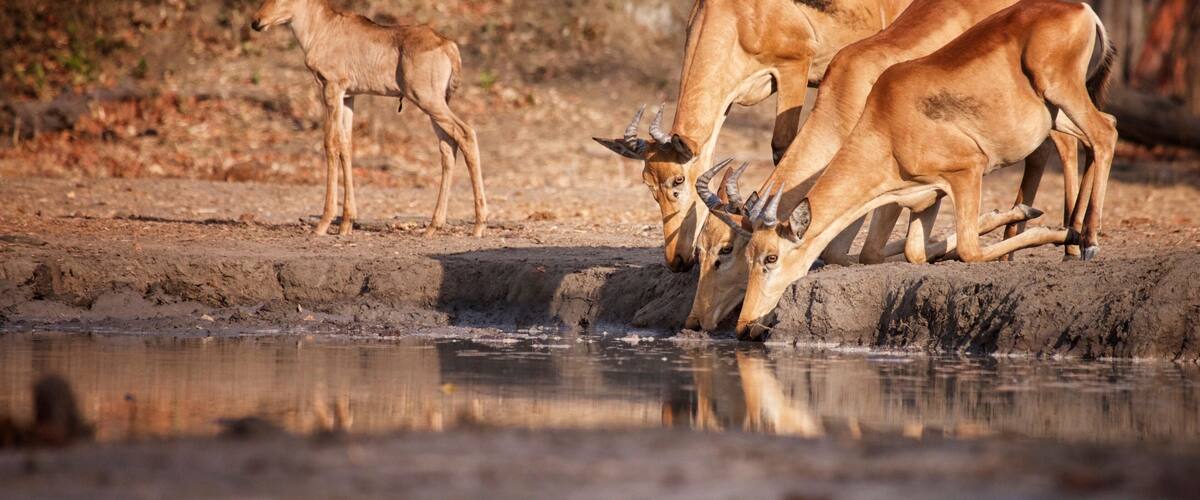 A group of antelopes drinking water at a natural pool surrounded by dry, rocky terrain.