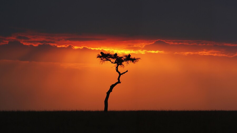 Khu bảo tồn quốc gia Masai Mara