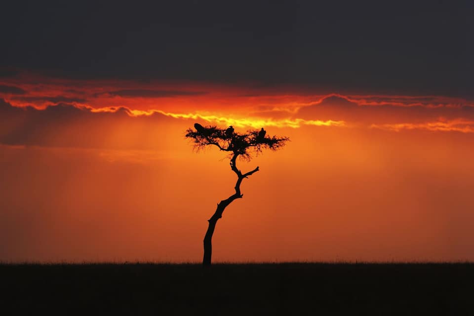 A silhouette of a tree against a sunset sky.