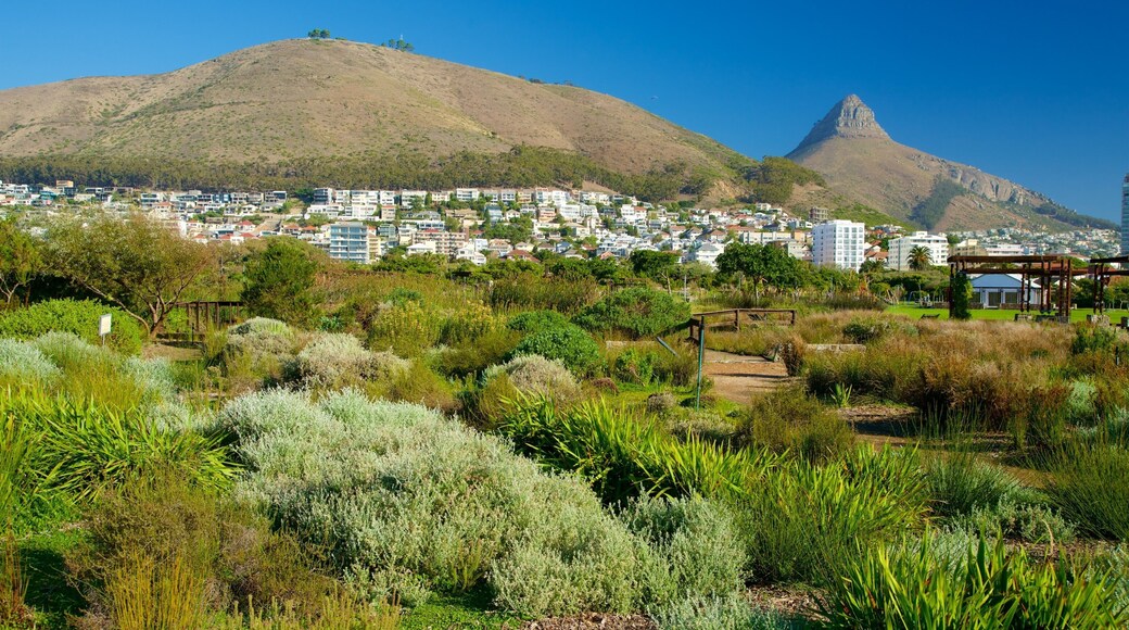 Cape Town which includes a garden