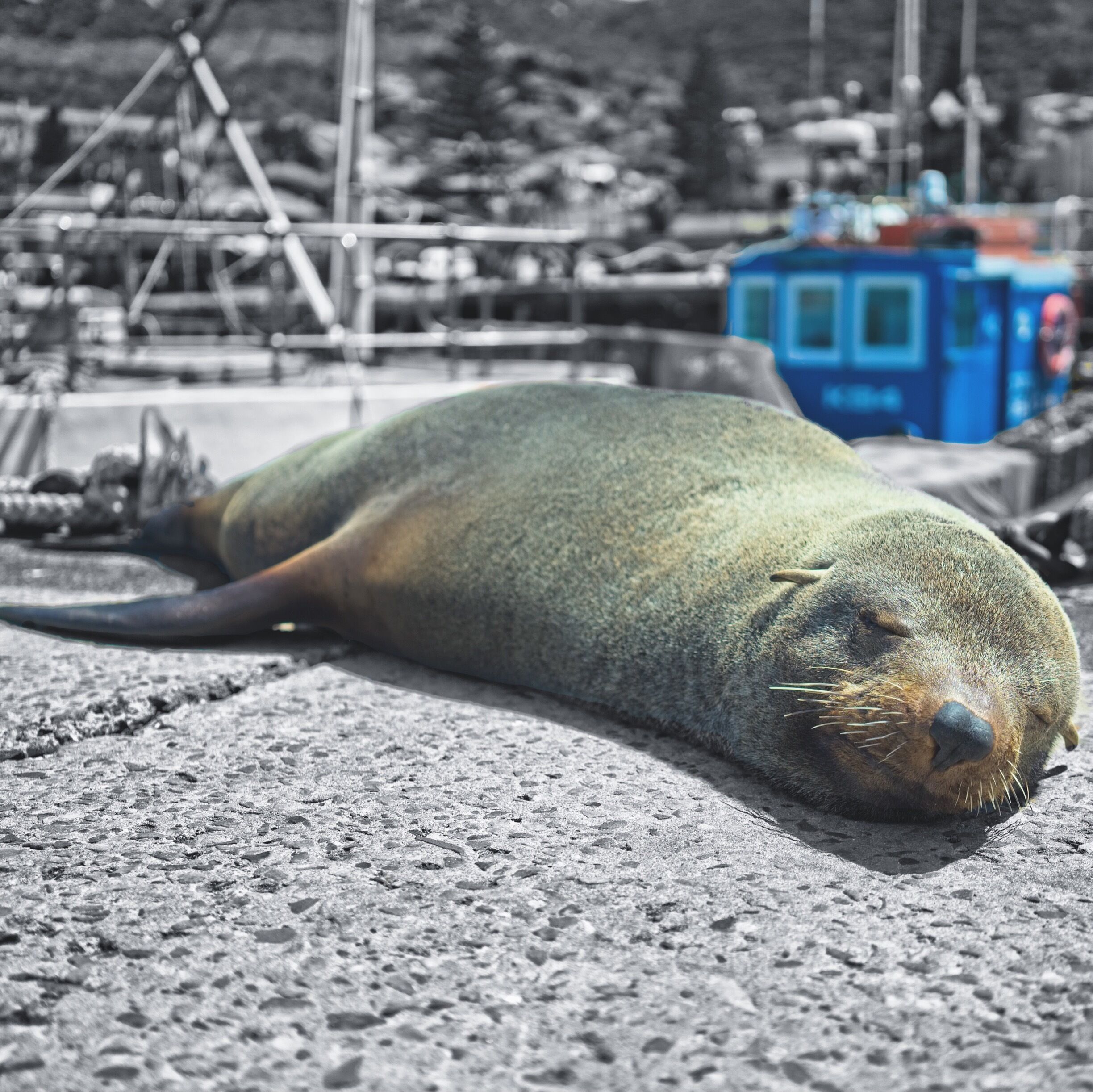 When I see seals I can't help myself but feel sucked in to get up close and see what personality lies beyond those sleepy eyes, without overstepping the mark of course. 

Kalk Bay harbour in Cape Town is one place the resident seals just blend into everyday life amongst the local fisherman, almost like farm dogs do out on a farmyard in the countryside. 

How content does this guy look ?

#CapeTown #SouthAfrica #Seals #Wildlife