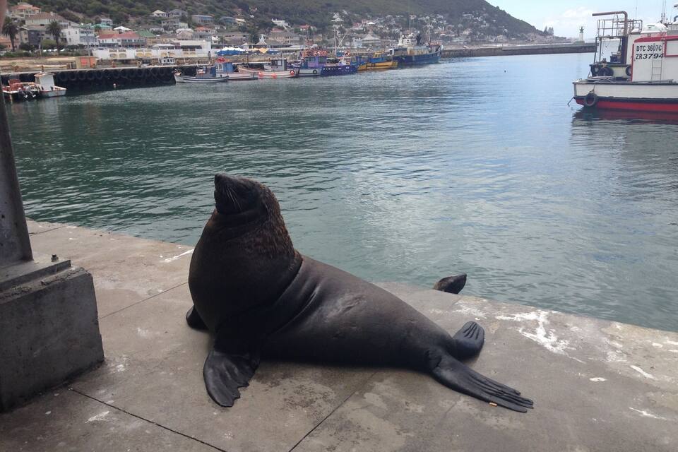 A seal resting on a concrete dock by a calm harbor with boats and a town in the background.