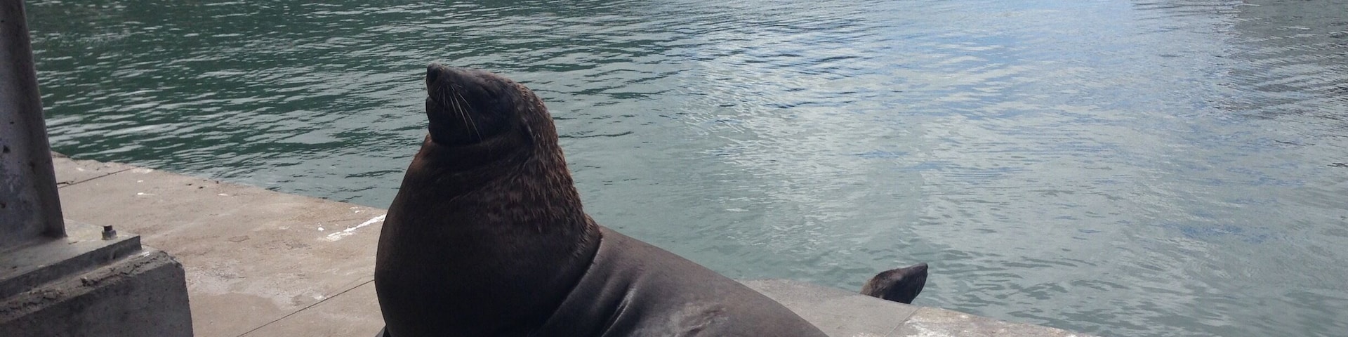 Best fish and chips ever at Kalkies! Always some funny visitors hanging out on the pier too!