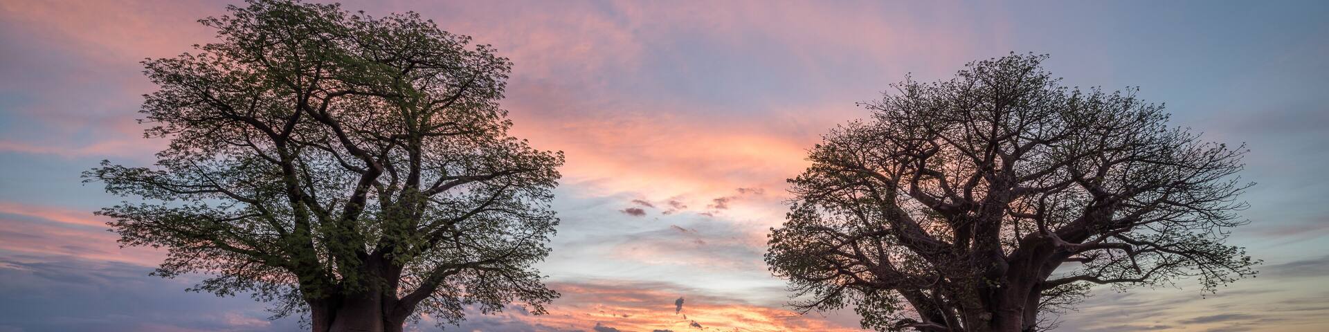 Remote campsite at Baines Baobab in Botswana