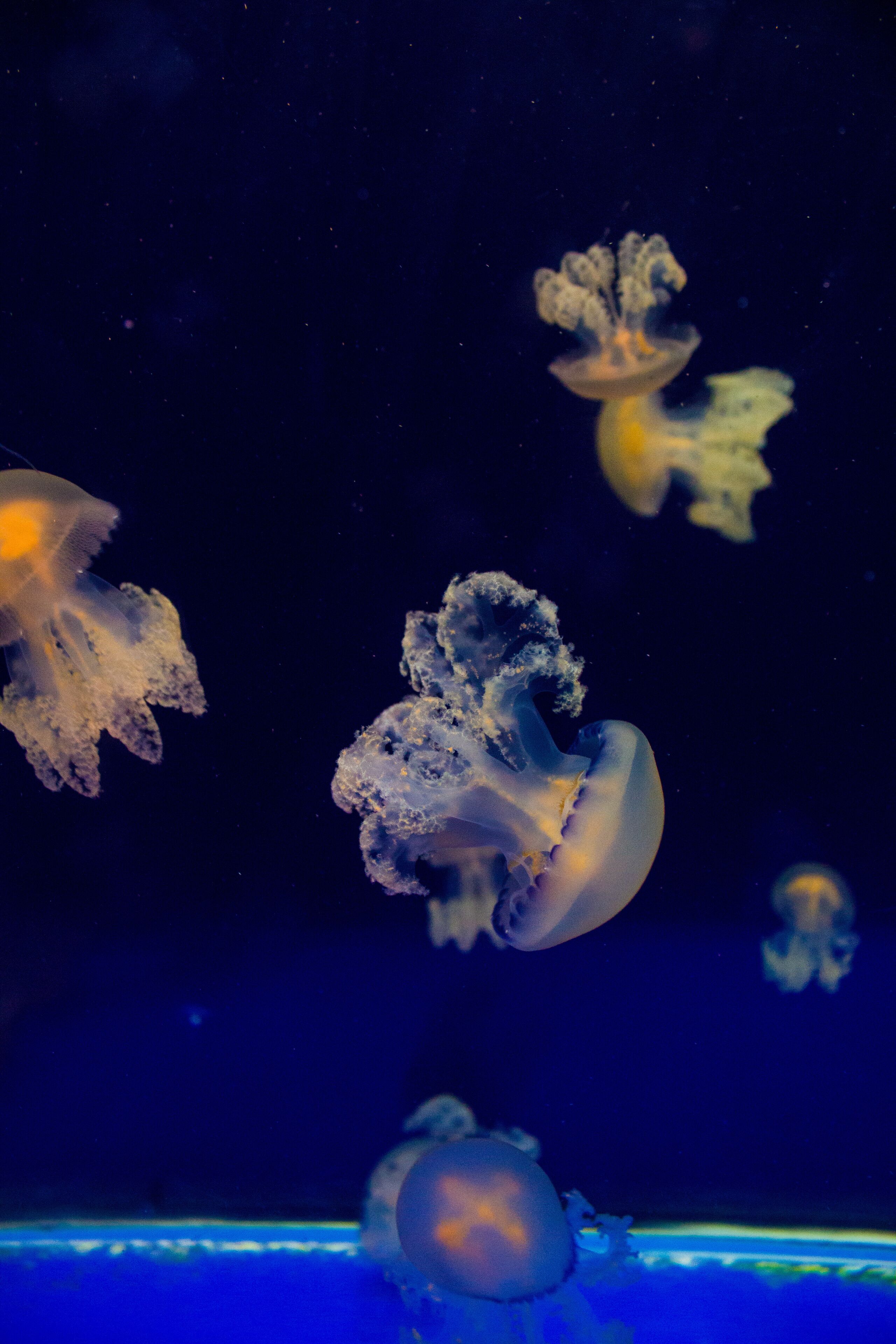 Jellyfishes in the aquarium of Ubatuba, Sao Paulo, Brazil
