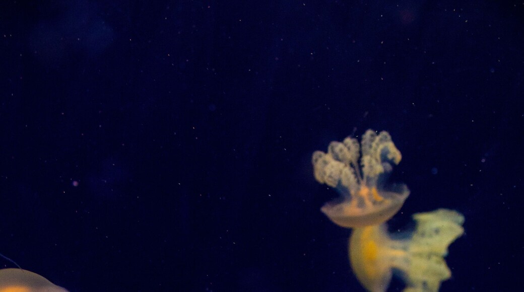 Aquarium de São Paulo