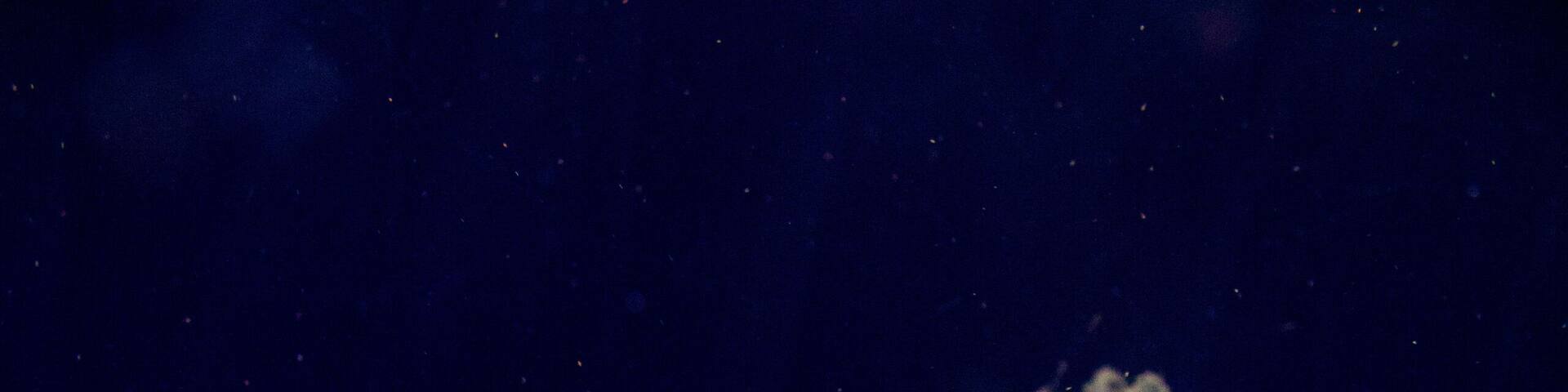 Jellyfishes in the aquarium of Ubatuba, Sao Paulo, Brazil