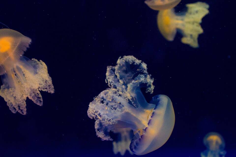 Medusas en el agua.