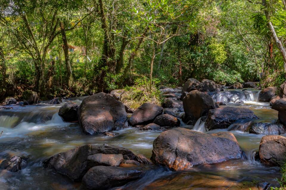 A flowing river with large rocks and dense green foliage.