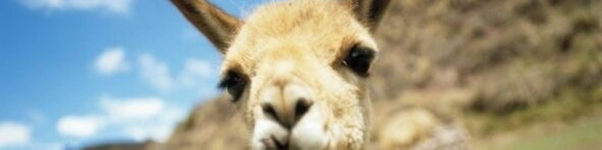 Young Llama on a hillside, Inca trail, Peru