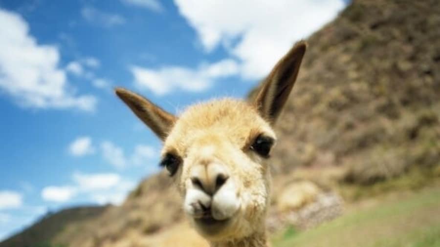 Young Llama on a hillside, Inca trail, Peru