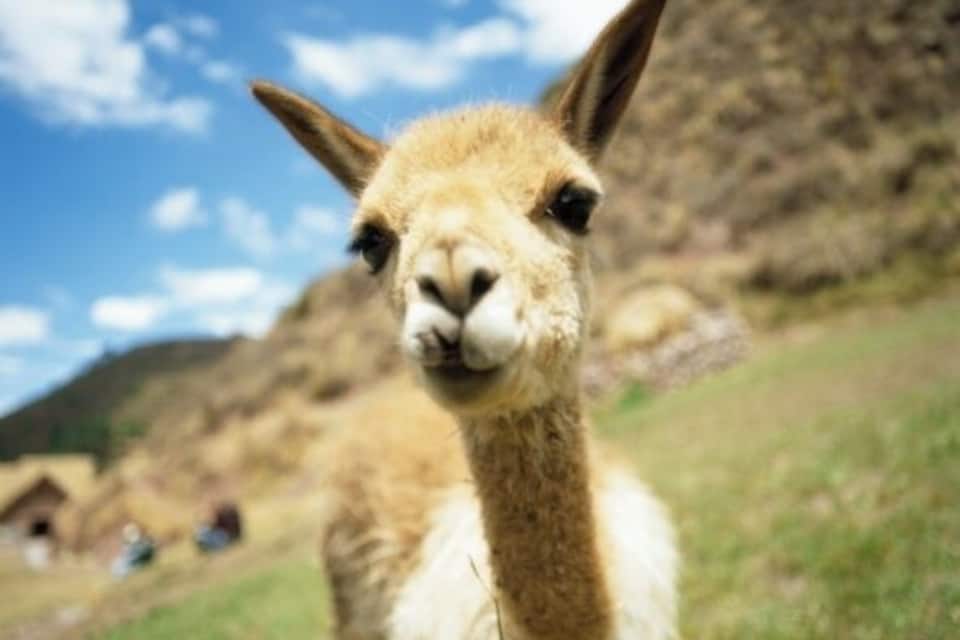 Uma lhama em um campo gramado com montanhas ao fundo.