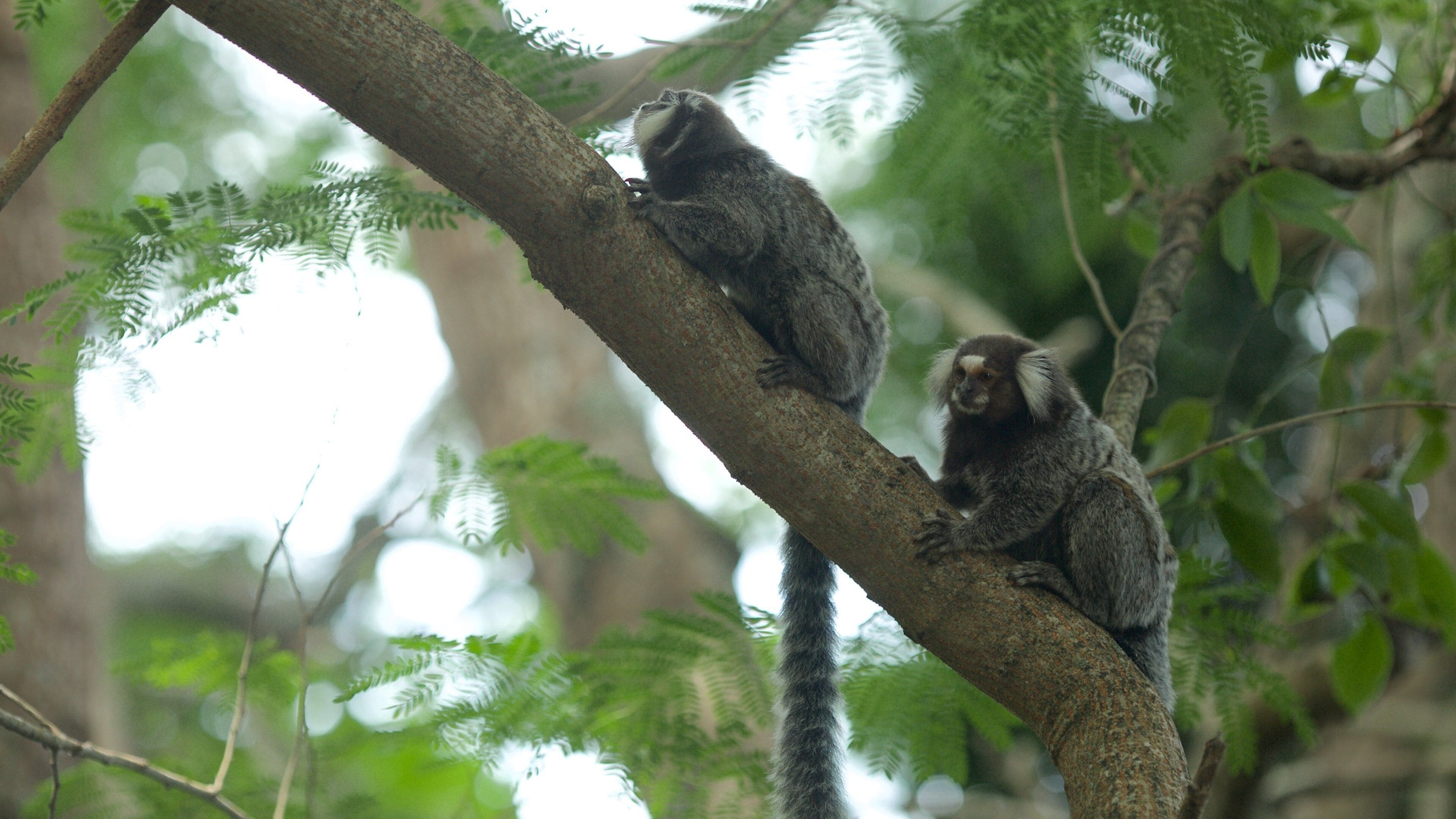 Rio de Janeiro fasiliteter samt koselige dyr og skoglandskap