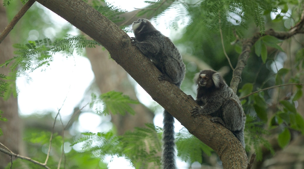 Rio de Janeiro fasiliteter samt koselige dyr og skoglandskap