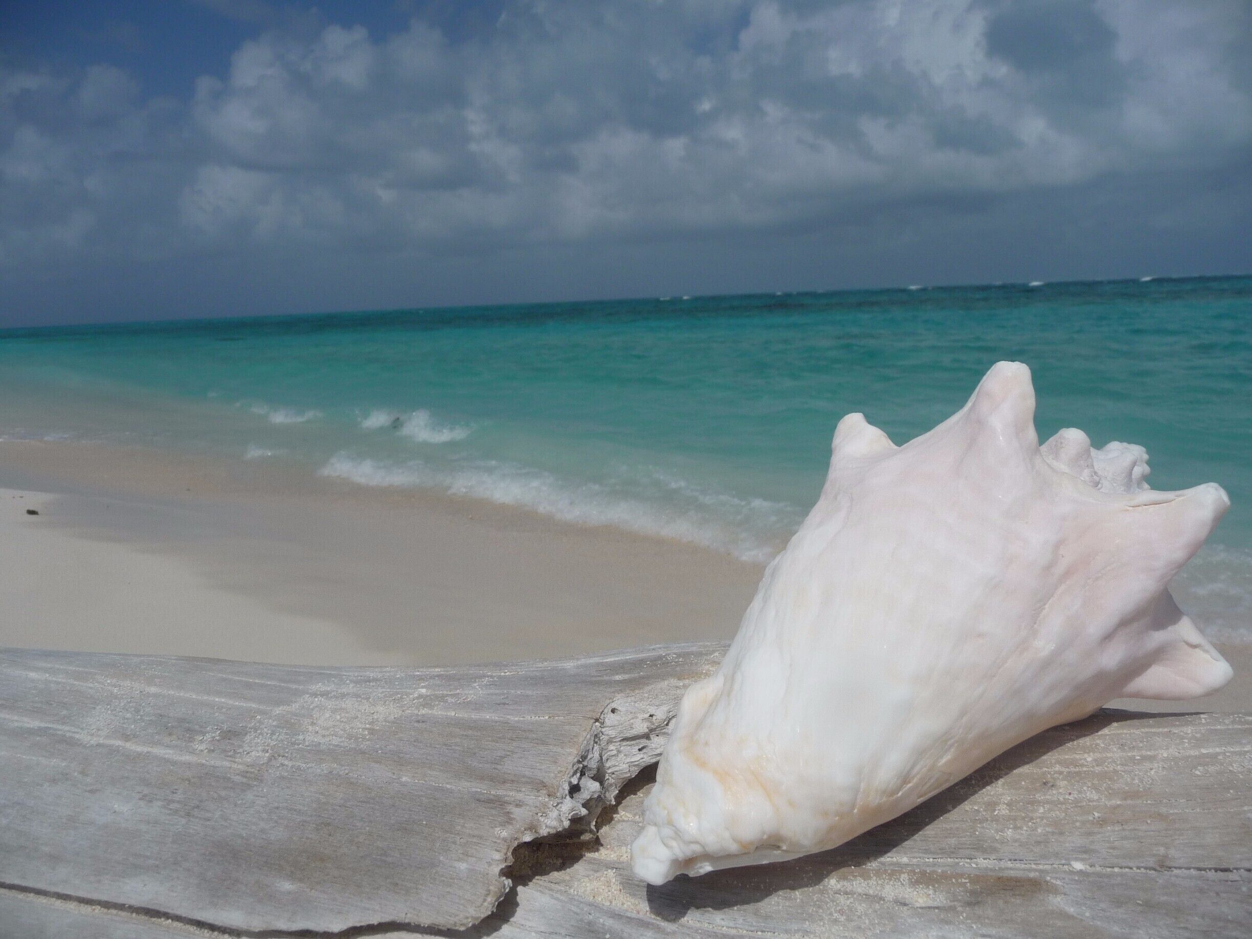 A large white shell on a sandy beach with turquoise ocean waves in the background.