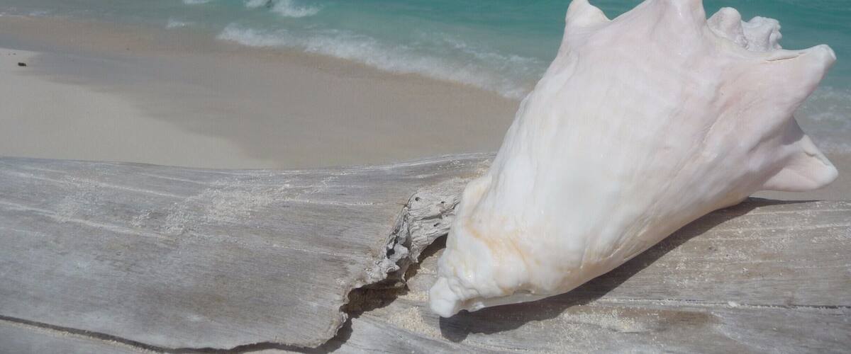 A large white shell on a sandy beach with turquoise ocean waves in the background.