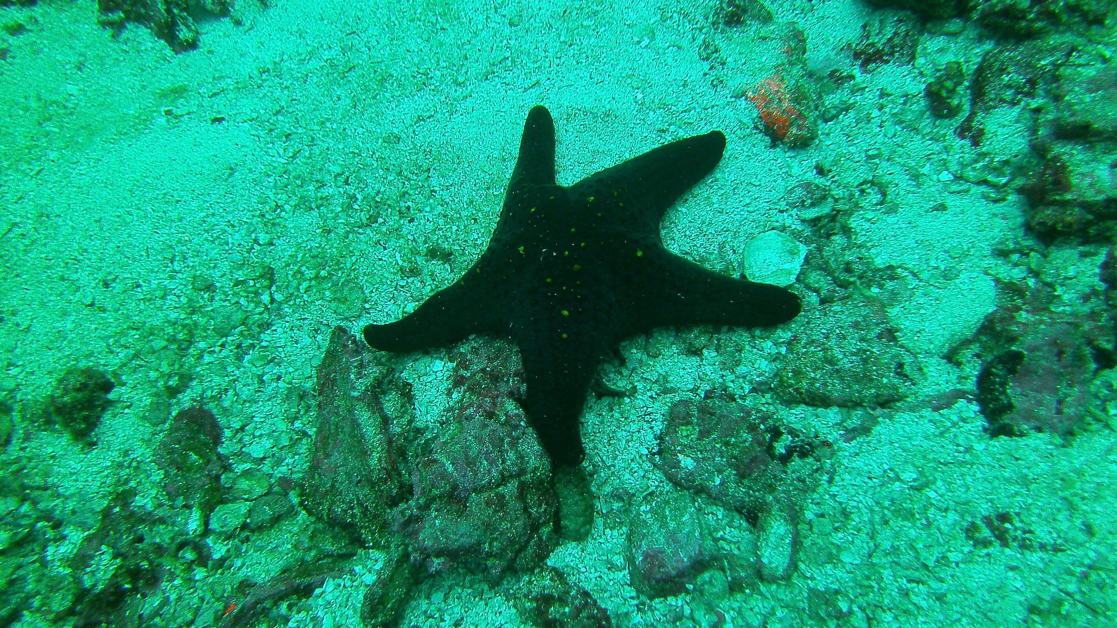 Malpelo Fauna and Flora Sanctuary featuring general coastal views and marine life