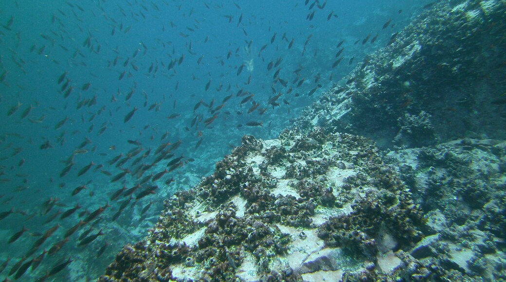 Malpelo Fauna and Flora Sanctuary featuring marine life and general coastal views