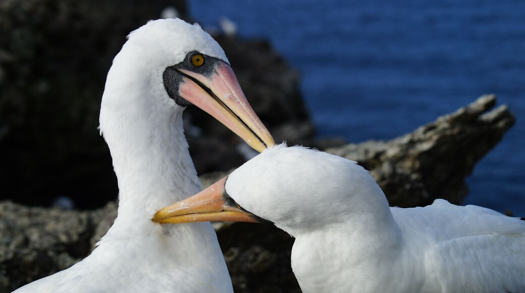 Malpelo Fauna and Flora Sanctuary