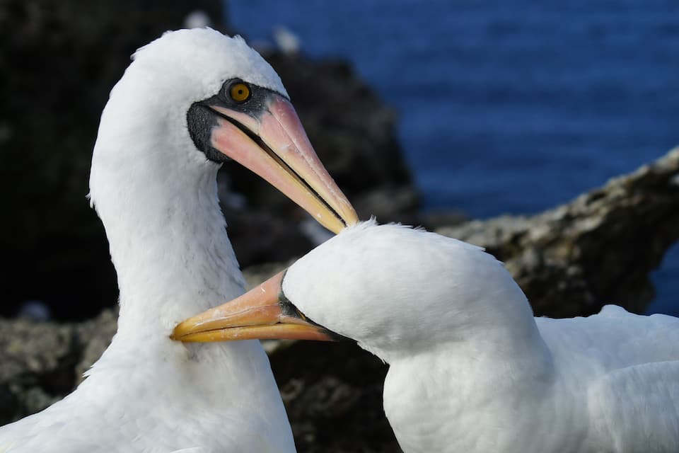 Two white birds with yellow eyes and orange beaks.