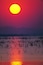 A sunset over a barren landscape with sparse vegetation and a large sun.