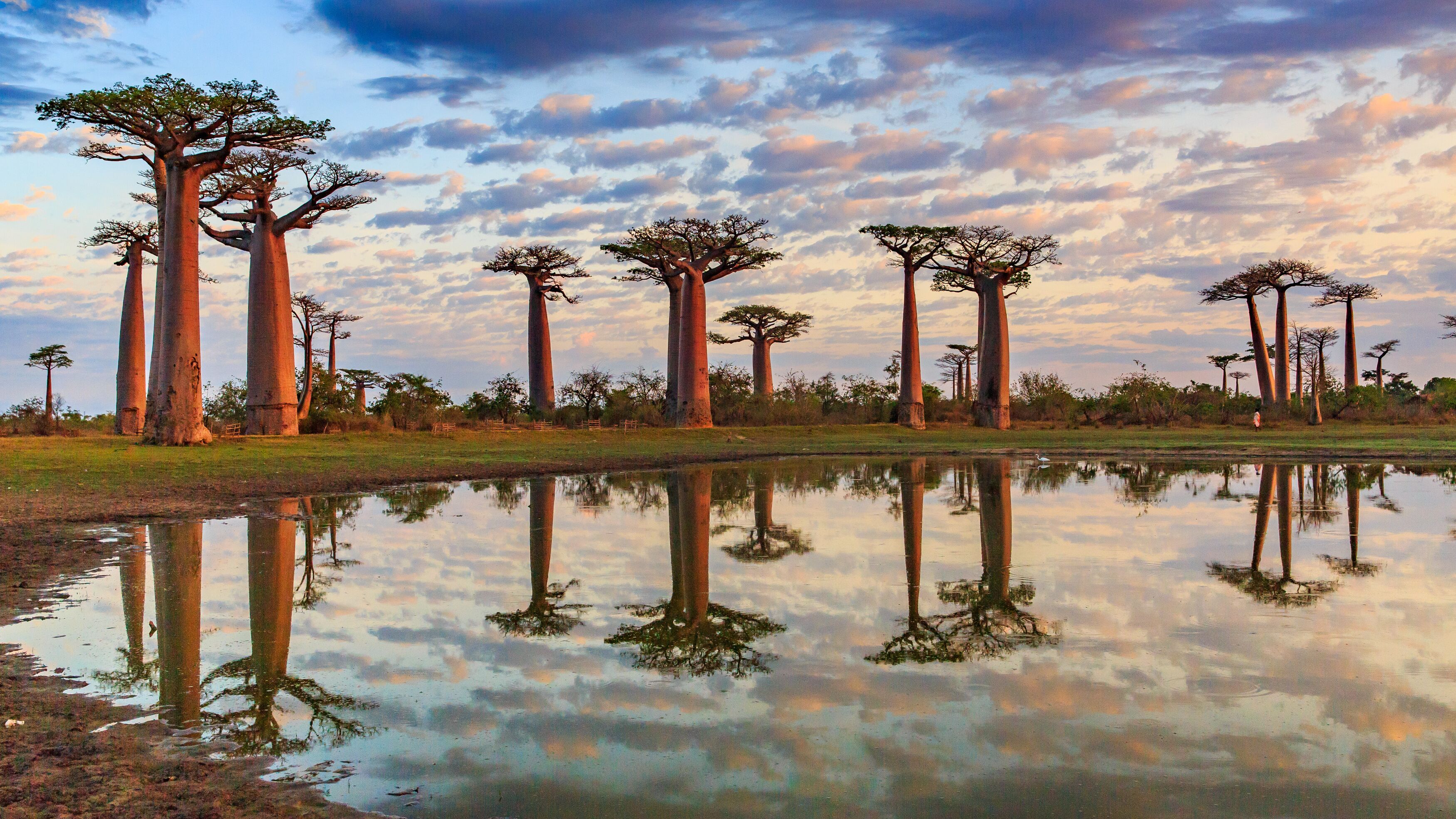 Un paisaje con árboles altos y esbeltos, y una masa de agua tranquila que refleja el cielo.