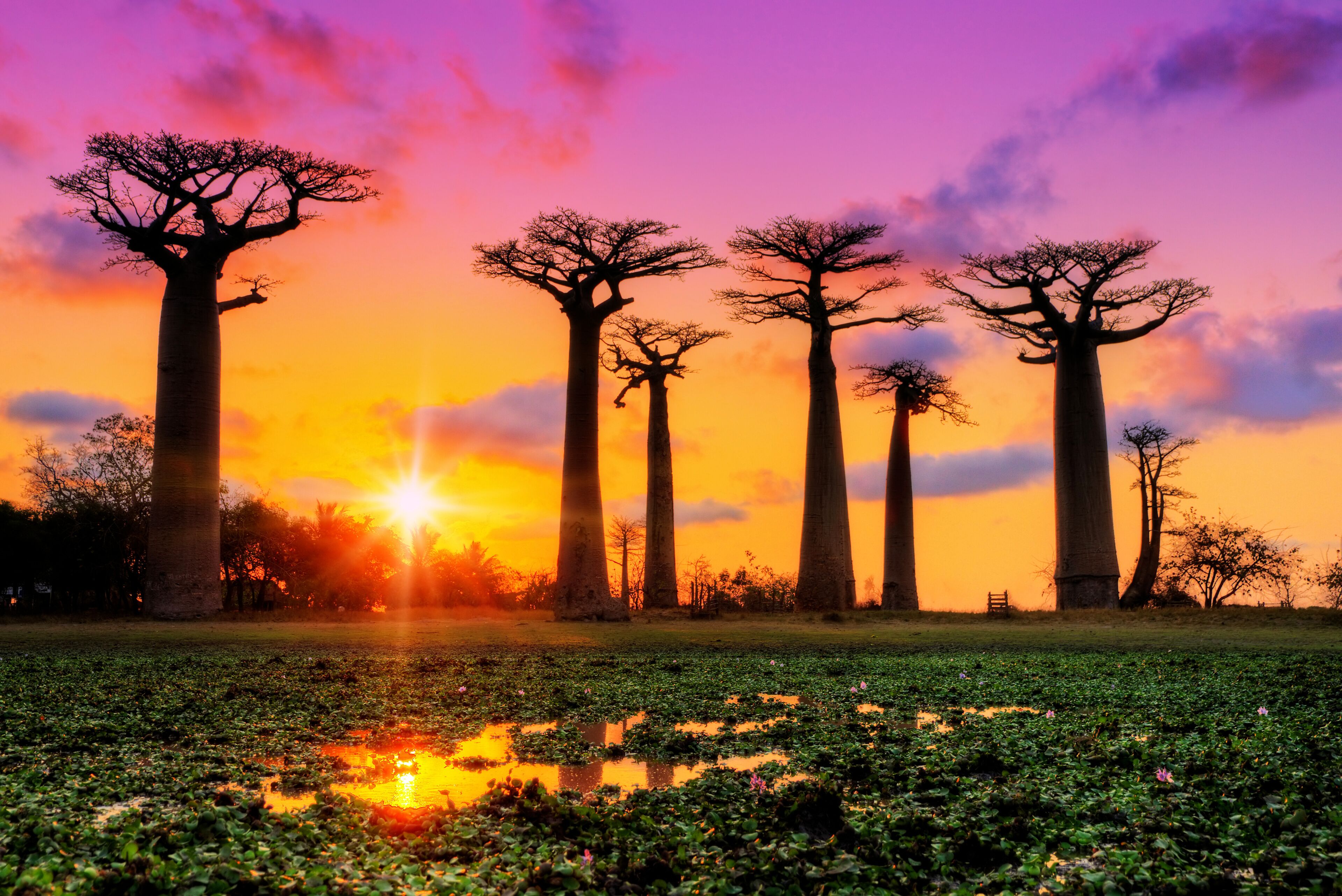 Beautiful Baobab trees at sunset at the avenue of the baobabs in Madagascar