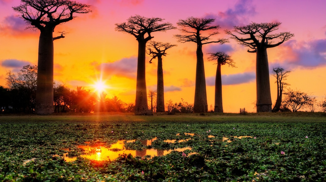 Beautiful Baobab trees at sunset at the avenue of the baobabs in Madagascar