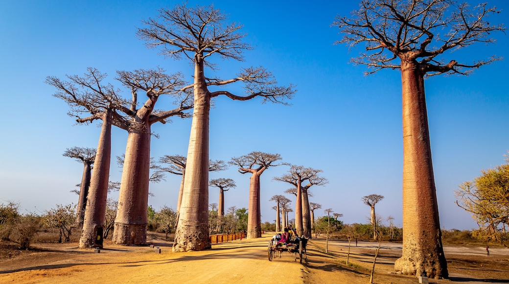 Horse cart on the Avenue of the Baobabs near Morondova, Madagascar.