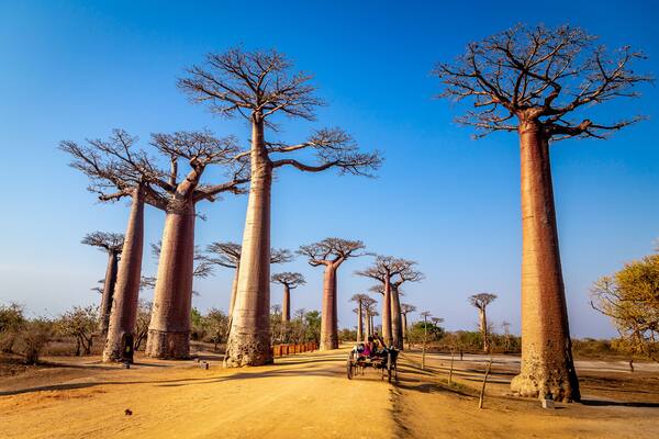 Horse cart on the Avenue of the Baobabs near Morondova, Madagascar.