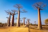 Baobabavenyen