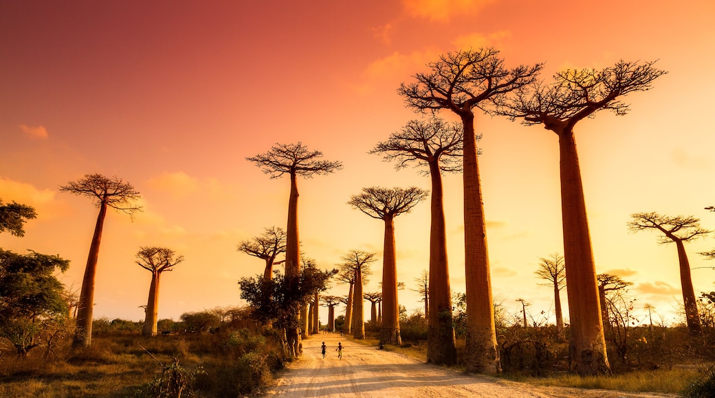 Beautiful Baobab trees at sunset at the avenue of the baobabs in Madagascar