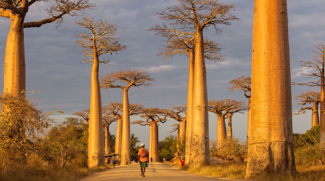 Baobab Alley in Madagascar, Africa. Beautiful and colourful land