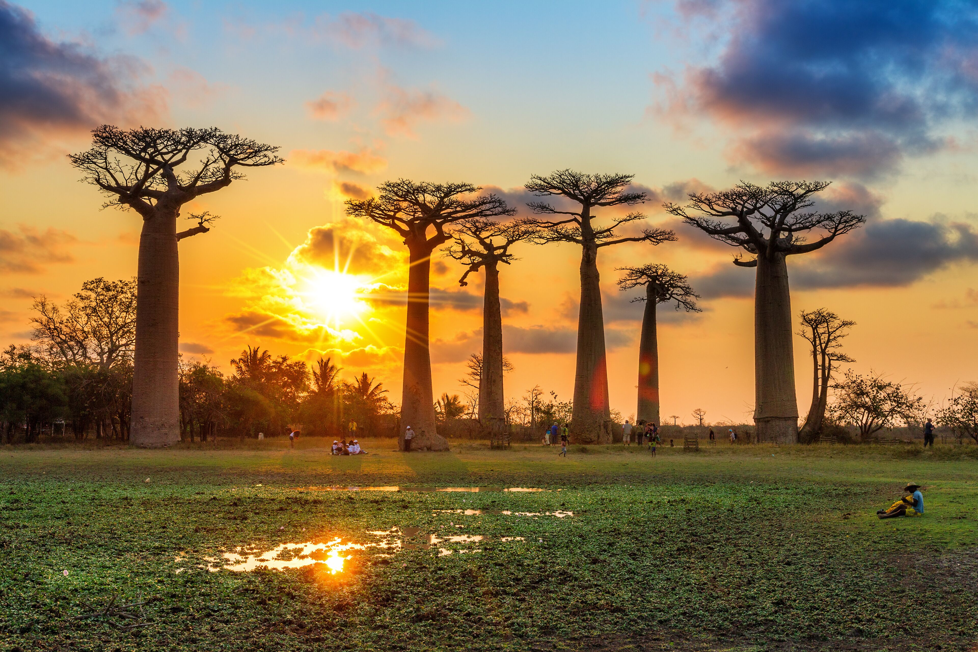 Beautiful Baobab trees at sunset at the avenue of the baobabs in Madagascar