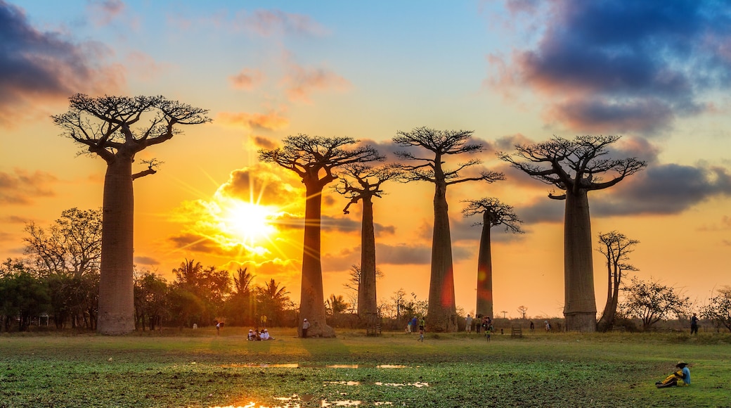 Beautiful Baobab trees at sunset at the avenue of the baobabs in Madagascar