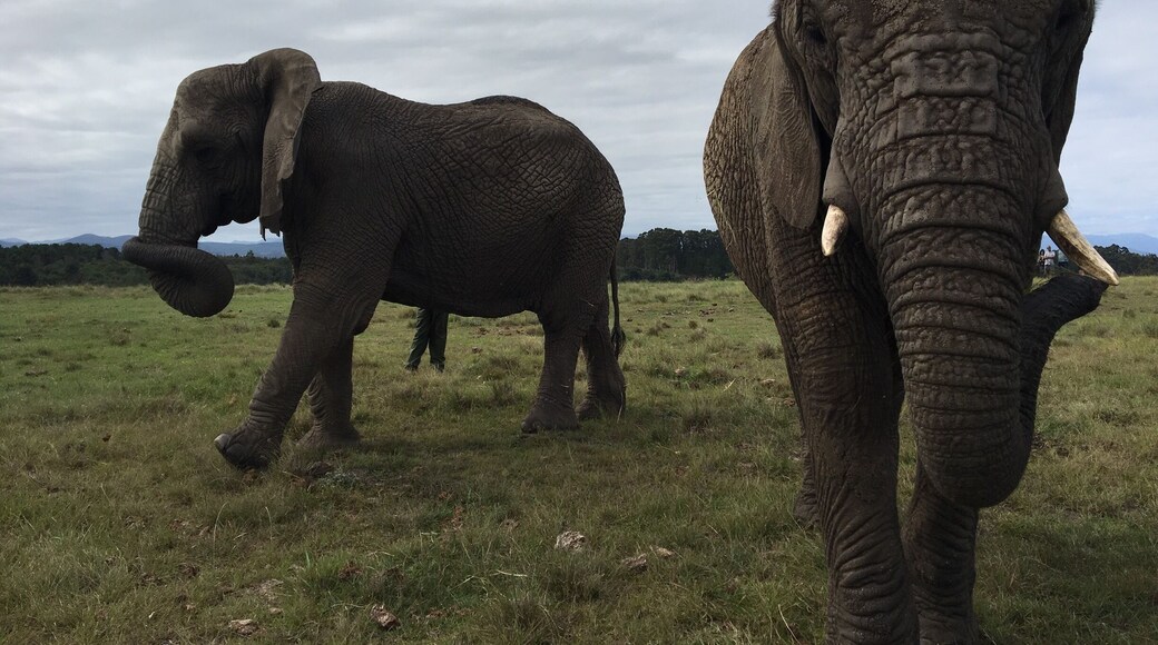 We toured a great elephant rescue center in Knysna, South Africa. These elephants are able to roam around their park relatively freely. They've been rescued from elephant culls and abusive situations.