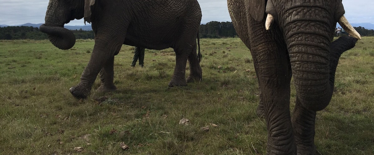 We toured a great elephant rescue center in Knysna, South Africa. These elephants are able to roam around their park relatively freely. They've been rescued from elephant culls and abusive situations.