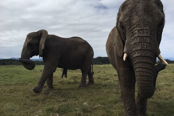 We toured a great elephant rescue center in Knysna, South Africa. These elephants are able to roam around their park relatively freely. They've been rescued from elephant culls and abusive situations.
