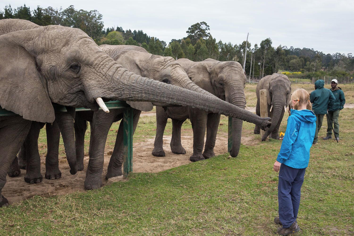 At Knysna Elephant Park you get up close to African Elephants. We had a chance to feed the elephants which was pure fun. I do not know who enjoyed it more...me or my daughter, Kara. This is fun for the whole family!! Read more:  http://www.earthtrekkers.com/ride-an-ostrich-garden-route-south-a/  #familyfun #elephants #gardenroute