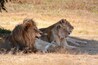 Lion & Rhino Nature Reserve
