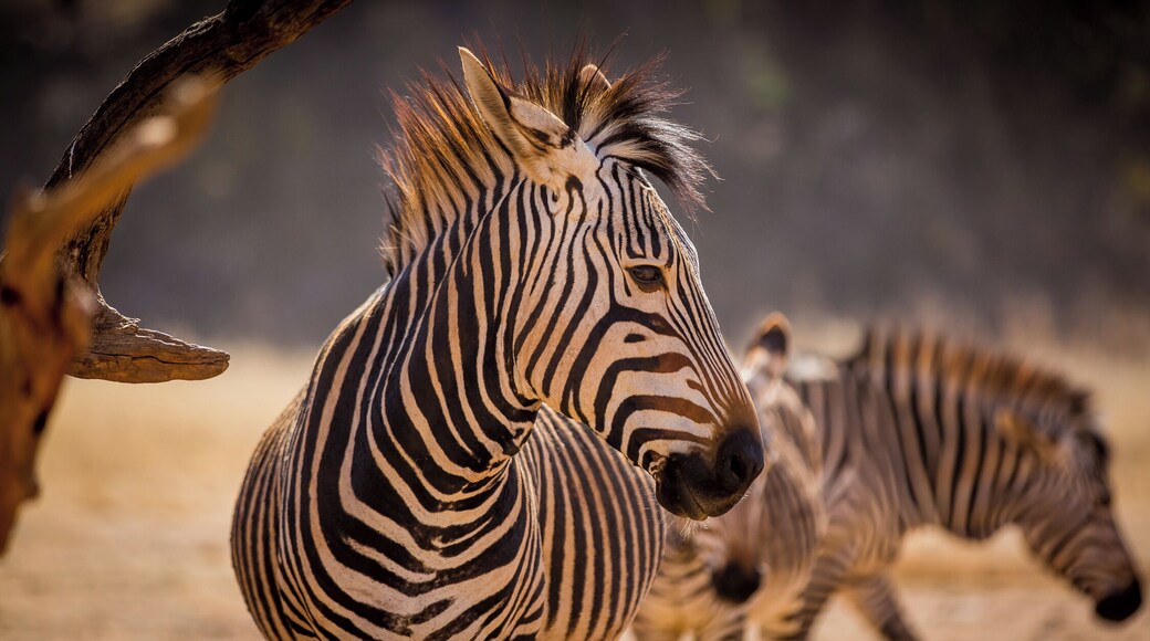 Closest reserve to the South African capital cities of Johannesburg and Pretoria.