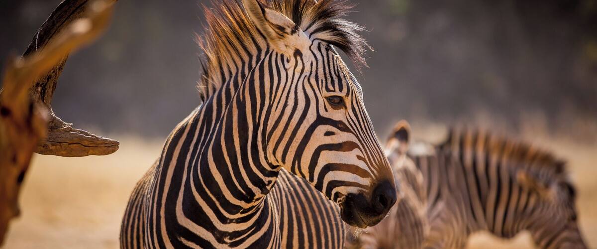 Closest reserve to the South African capital cities of Johannesburg and Pretoria.