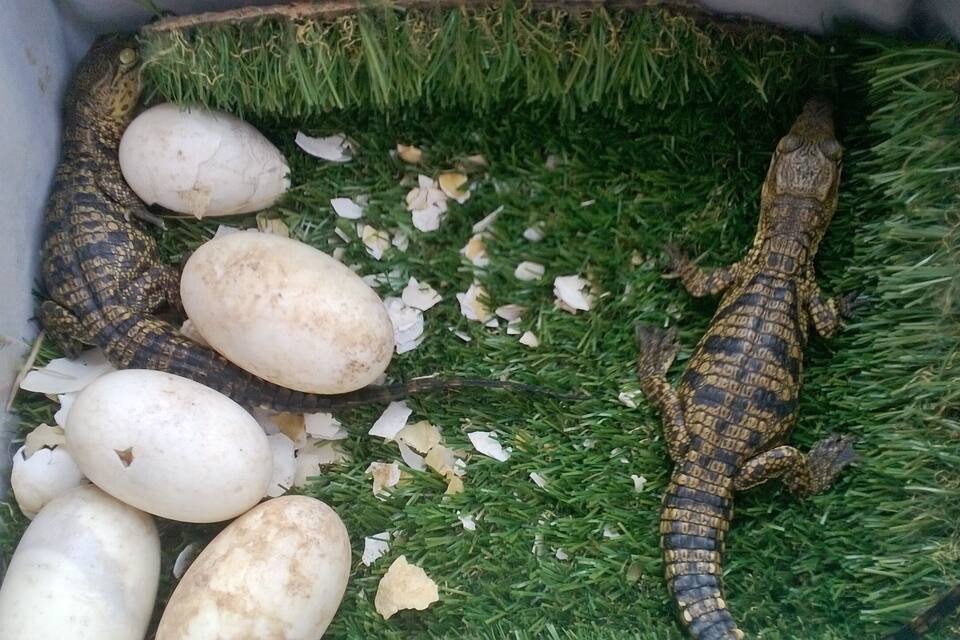 Un terrarium abritant un lézard et plusieurs œufs, le tout installé sur de l’herbe artificielle.