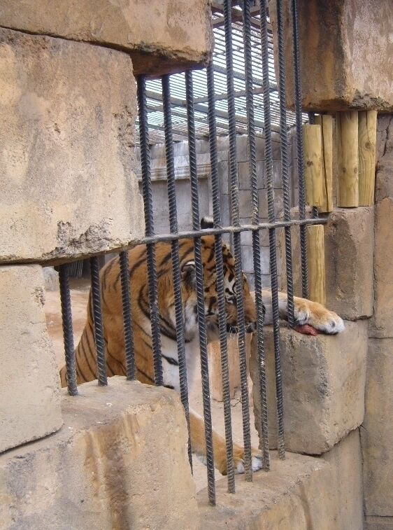 Crocodilo Park is a kind of zoo working for animal protection. First family Balser took care of few crocodiles. Then police of environmental protection SEPRONA (Servicio de Protección de la Naturaleza de la Guardia Civil) have placed many other animals to their care. Some are under bad condition cause of neglegtion or even abuse. Nowadays there are many rescued animals for examble parrots, lizards, birds, monkeys, deers and many more. SERPONA brings maltreated animals impressed from cargo ships. Theres even pets who have grown oversized and owners cant´t or won´t take care of them anymore. This was the case with Bengal tigers. The feeding time of tigers was entertinig. First time saw tiger so close, behind the window. The head of the tiger is HUGE. Don´t want to meet them in wild.

The entrance fee is surprisingly low and the income goes to keep up the park and the animals.

We spent enjoyable half a day in the park. We saw crocodile show and two one day old crocodiles. Also we were able to touch one baby crocodile, it´s tummy was so soft. Loved the giant tortoise who wandered there free. The best part was to feed the four chimpanzee (Judith, Alicia, Koka and África). You can buy bananas from the park restaurant and we did over and over again. Learnt that when the chimp gets a hold of banana you don´t get it back. Their grip is so strong. Please visit the park if you are in Gran Canaria.

 Crocodilo Park situates near airport of Gran Canaria. Drive south the highway GC-1 about 14 km, turn right to GC-100 (Cruse de Arinaga)and then road GC-104. There is signs to guide. Park offers free transportation  from nearby holiday resort Maspalomas and Playa del Ingles too. #TroveOnTuesday

Carretera General Los Corralillos, Km 5 | Villa de Agüimes, 35118, Gran Canaria, Espanja http://www.cocodriloparkzoo.com/es/cocodrilopark/