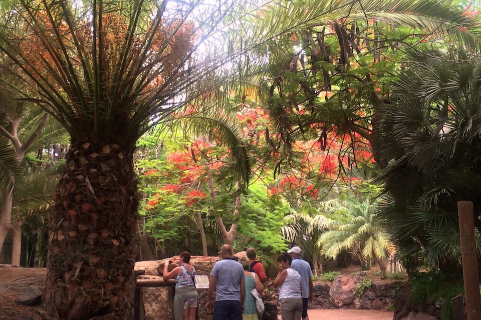 Un grupo de personas caminando por un jardín tropical con palmeras y flores rojas.