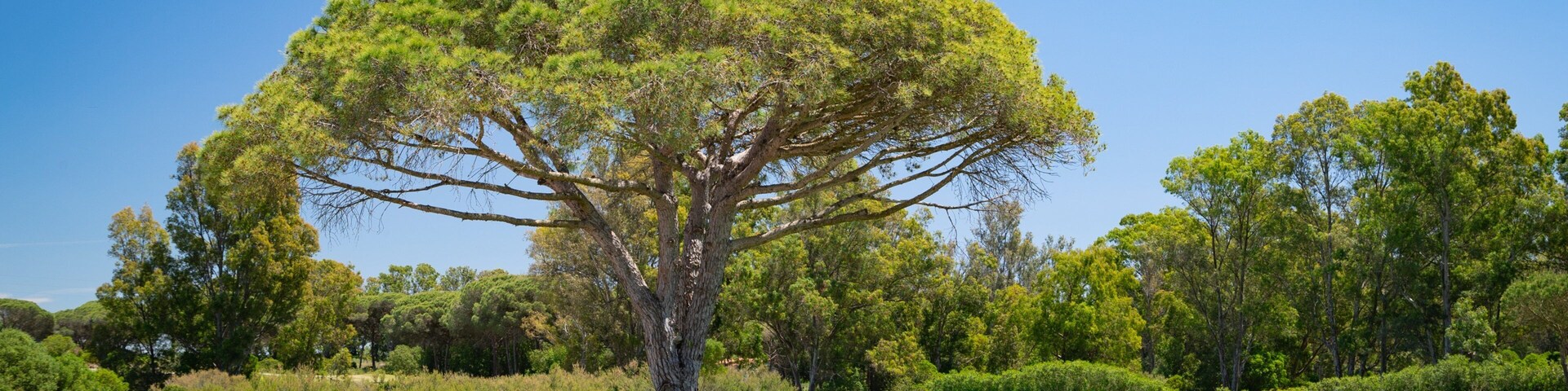 La Estancia Golf which includes golf